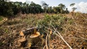Recorde de desmatamento na Amazônia! Desmatamento em março é o maior em seis anos