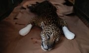IBGE: Brasil com governo Bolsonaro atinge marca de 3 mil espécies ameaçadas de extinção