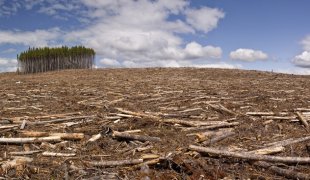 Reis do desmatamento fizeram doações milionárias para deputados e ministros