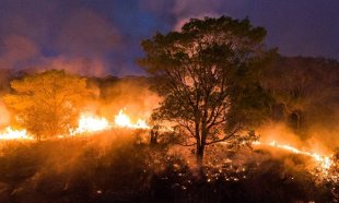 Crise climática, seca sem precedentes e agronegócio colocam o Pantanal em chamas