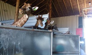 Girafas importadas irregularmente da África do Sul morrem após escaparem de resort no Rio