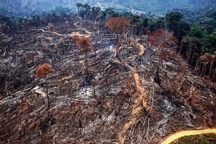 Desmatamento na Amazônia cresce 78% em meio à pandemia