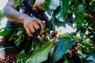 Operação resgata 27 vítimas de trabalho escravo em fazendas de café gourmet, certificadas por selo socioambiental 