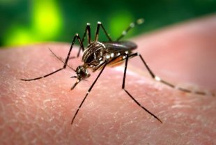 Casos de dengue aumentam 234,2% em um ano; sete estados têm epidemia